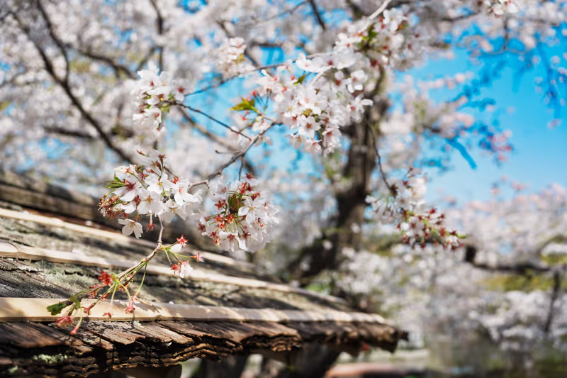 Kamakura Private Tour - Cherry Blossoms at Hachimangu (2025)2