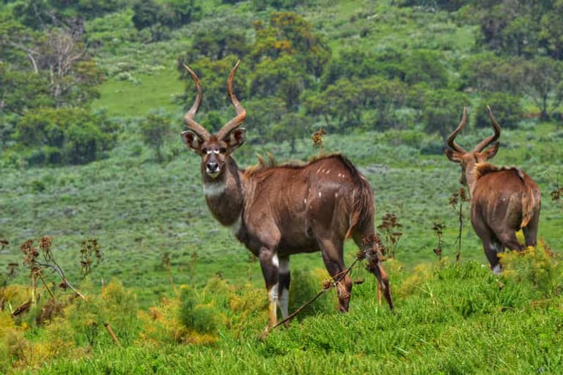 Addis Ababa Private Tour - 