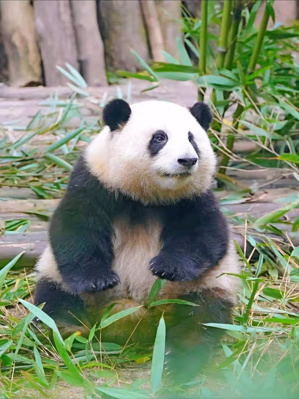 Chengdu Private Tour - 