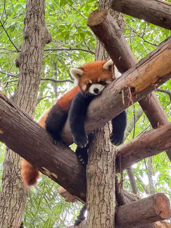 Chengdu Private Tour - 