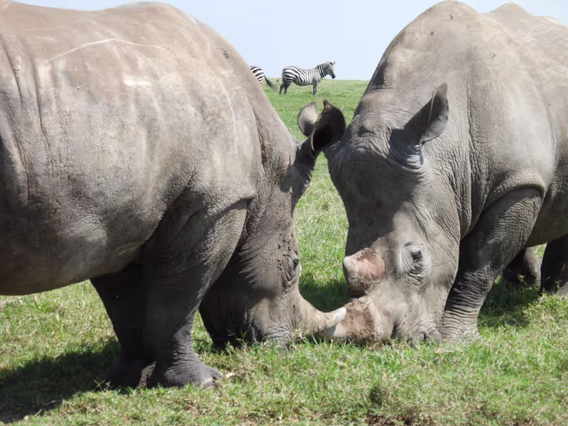 Nairobi Private Tour - 