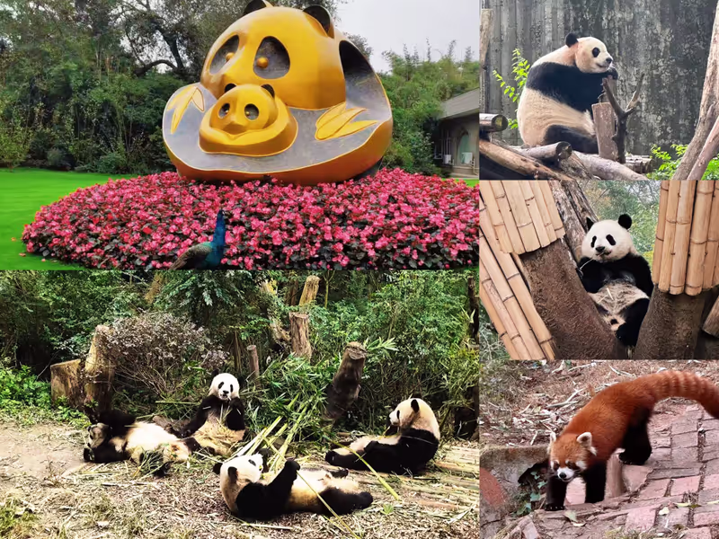 Chengdu Private Tour - Close-up Panda Encounter | Panda Base