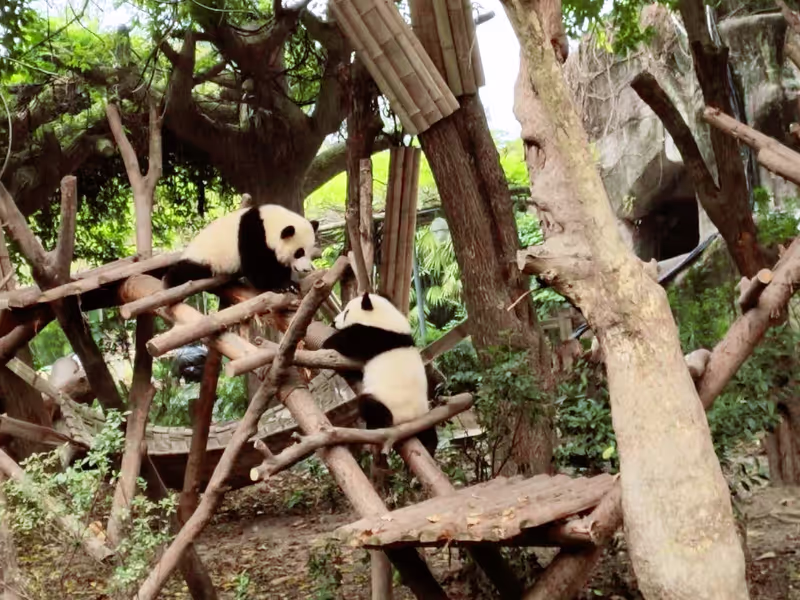 Chengdu Private Tour - Playful Panda Cubs | Panda Kindergarten