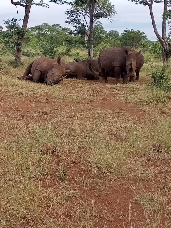 Lusaka Private Tour - Rhino Experience 
