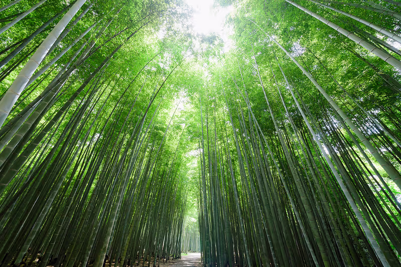Tochigi Private Tour - WAKAMATSU FOUR SEASONS BAMBOO FOREST