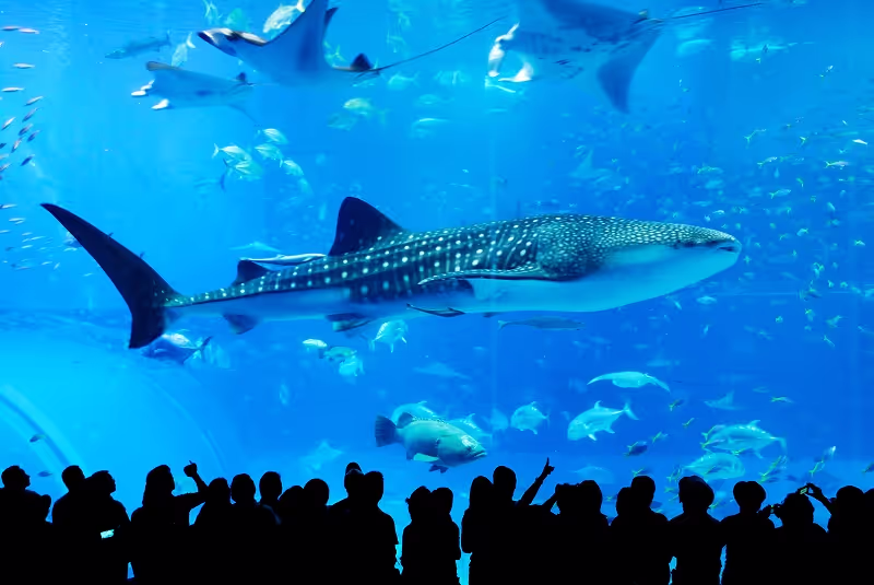 Okinawa Main Island Private Tour - Churaumi Aquariam
