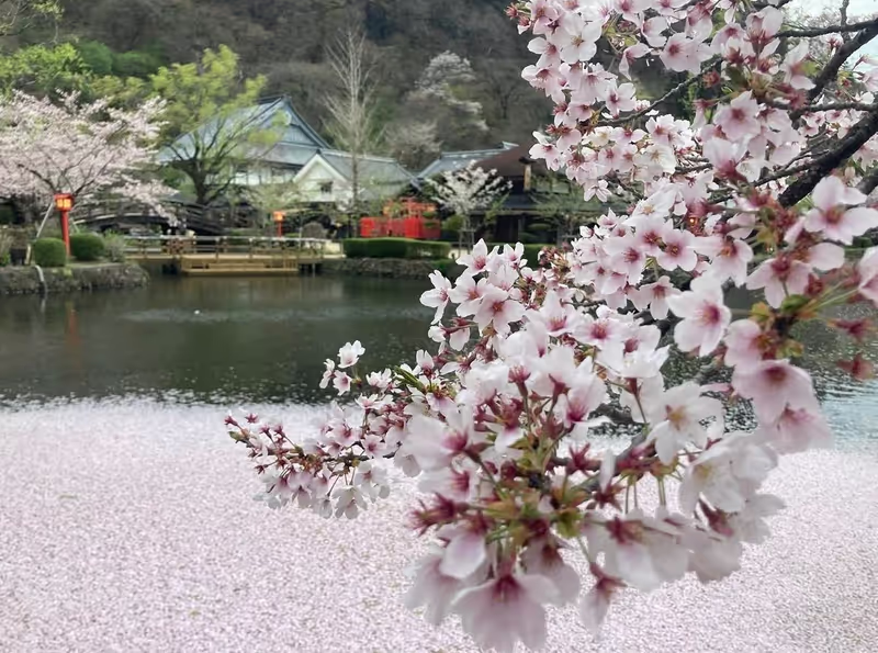 Tochigi Private Tour - Spring season in Edo Wonderland