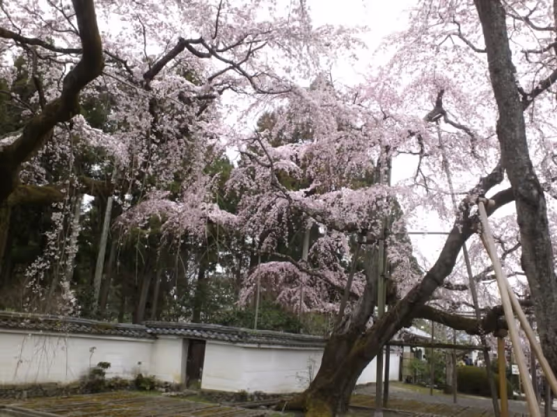 Kyoto Private Tour - Weeping cherry trees in bloom, Daigoji Temple, Kyoto