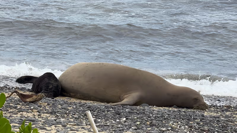 Hawaii (Oahu) Private Tour - Hawaiian monk seal and new pup!