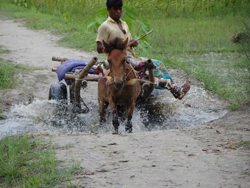 Dhaka Private Tour - Horse cart 