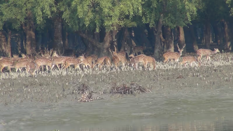 Dhaka Private Tour - Deers in Sundarban