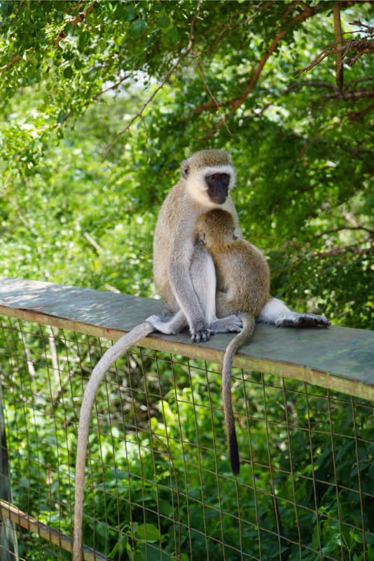 Arusha Private Tour - Tarangire trouble makers