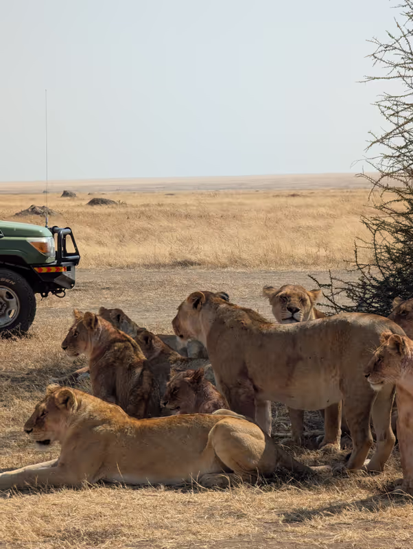 Arusha Private Tour - Savannah royalty 