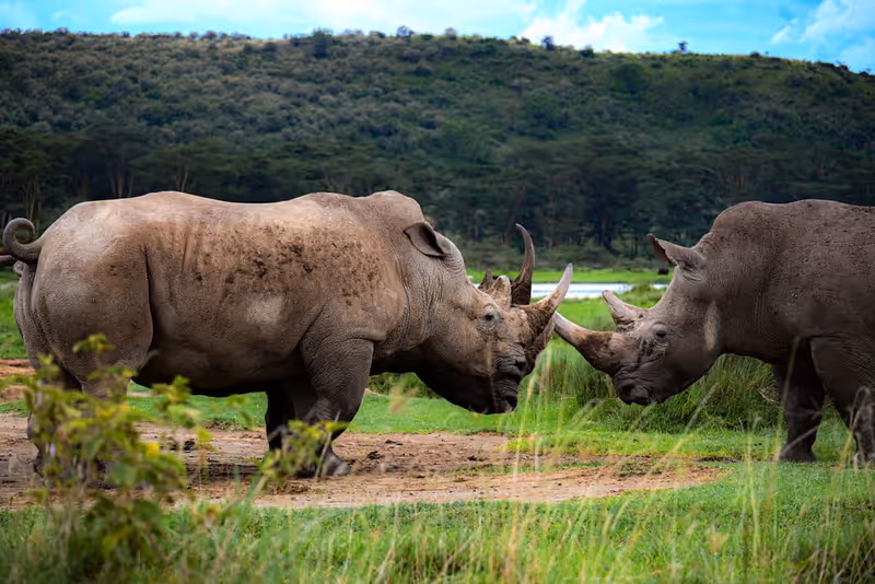 Nairobi Private Tour - 