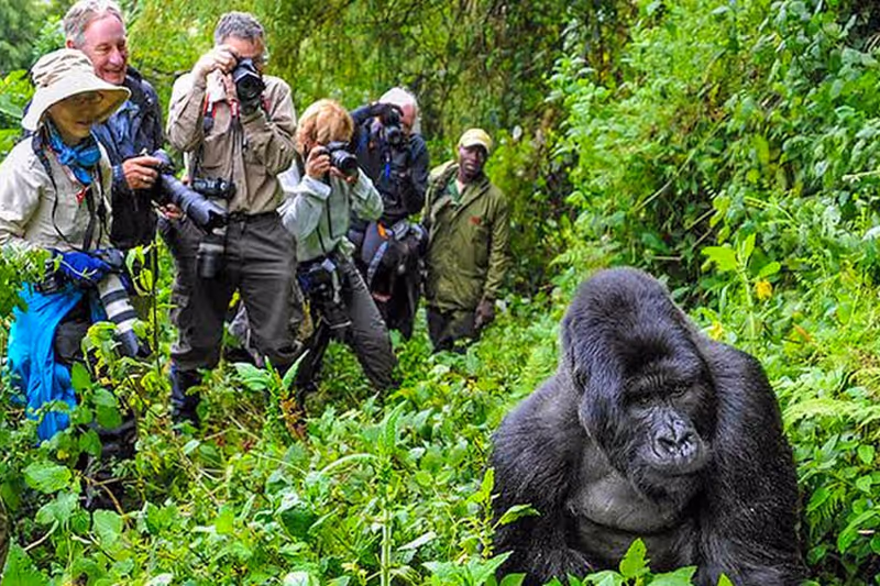 Ruhengeri Private Tour - Unforgettable gorilla trekking moment - guests observing mountain gorillas in Volcanoes National Park