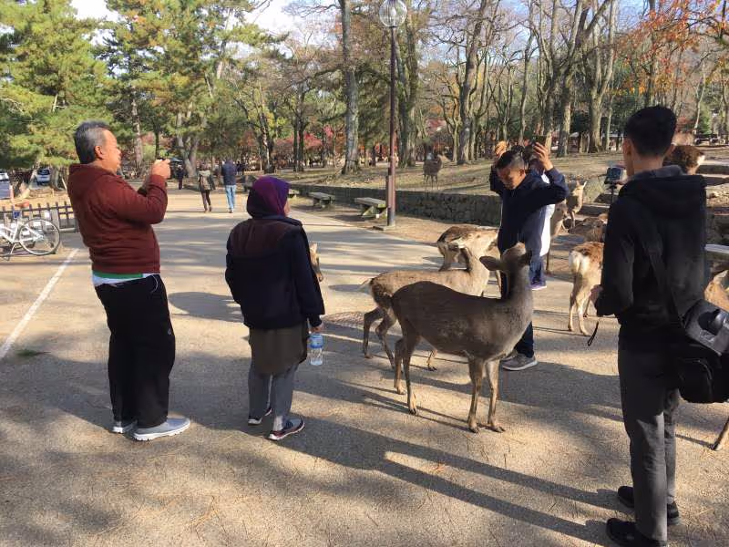 Shiga Private Tour - Deer park in Nara