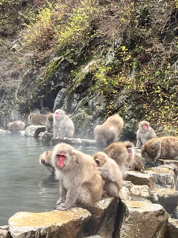 Kanagawa Private Tour - Nagano Snow Monkey