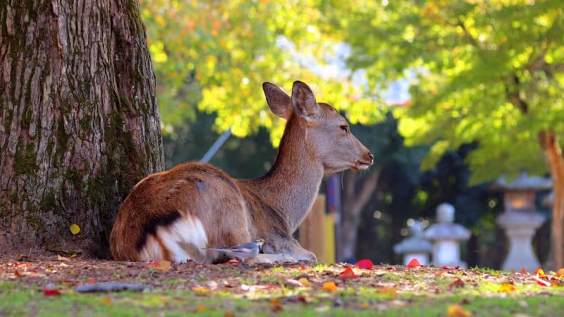 Kyoto Private Tour - Ciervo en el parque de Nara