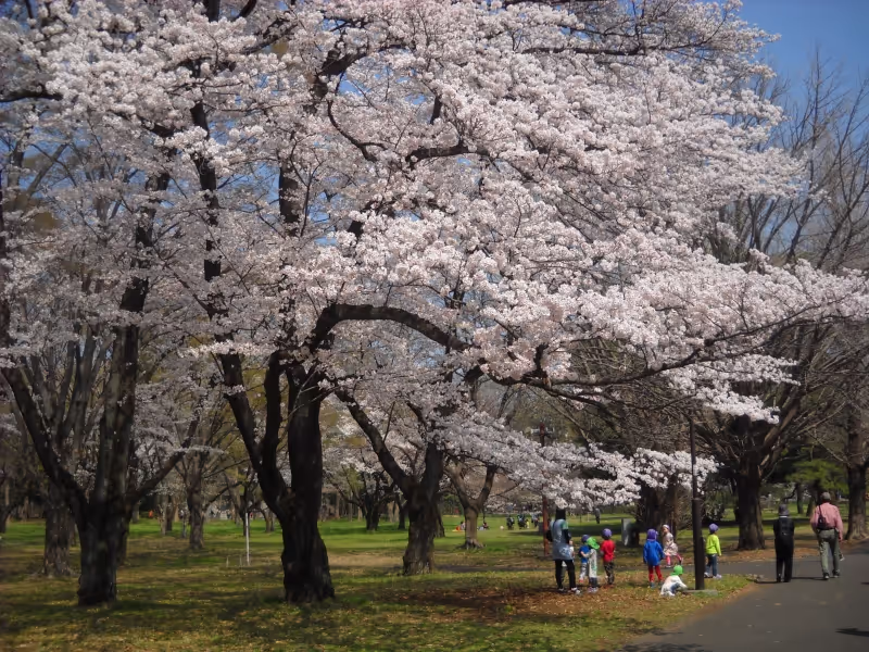 Tokyo Private Tour - Koganei Park is well-known cherry blossom field on the westside of Tokyo.