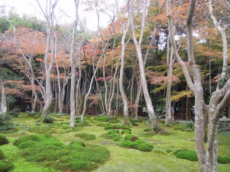 Kyoto Private Tour - At Gio-ji Temple, Arashiyama, Kyoto