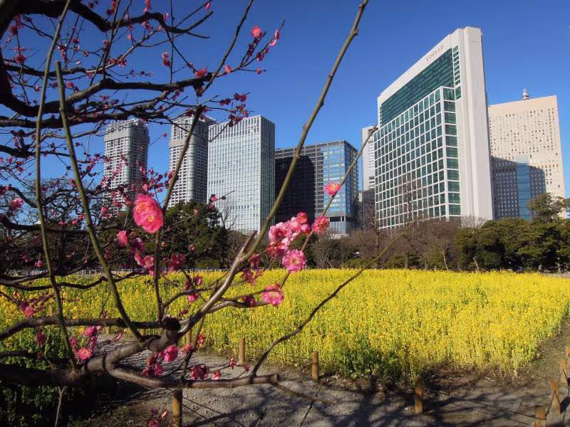 Kyoto Private Tour - Hama-rikyu Garden near Tsukiji