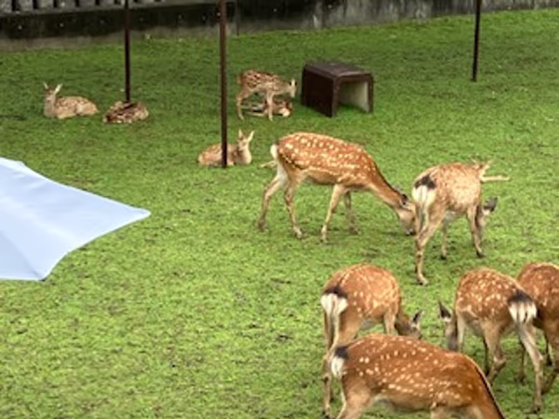 Hyogo Private Tour - Nara Rokuen deer protection center