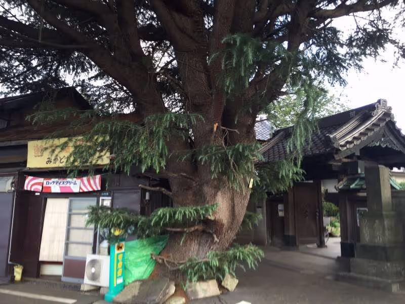 Okayama Private Tour - Awesome tree!! Impressive temple!! Nostalgic old house!!