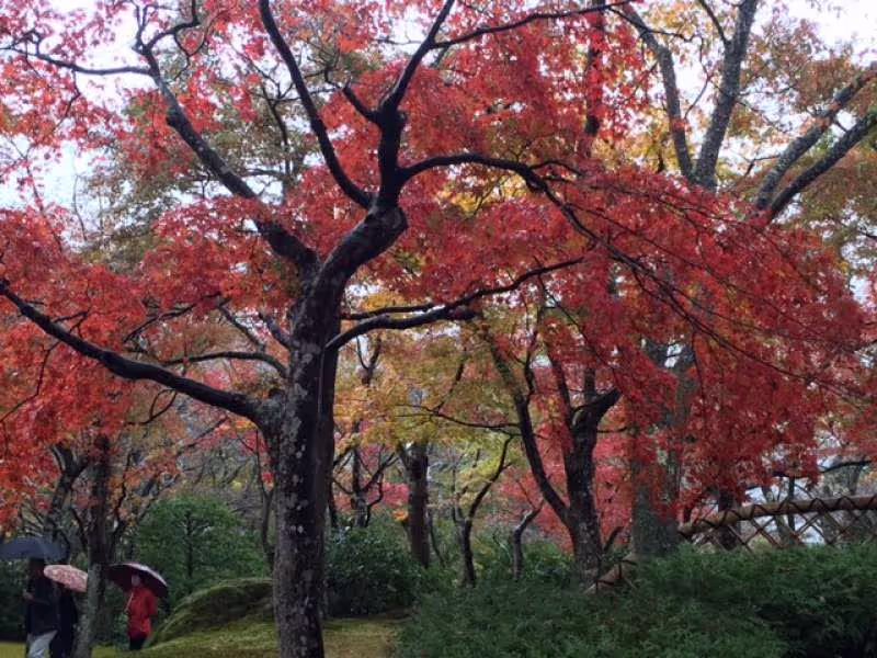 Tokyo Private Tour - I enjoy beautiful colored leaves around Tokyo every year.