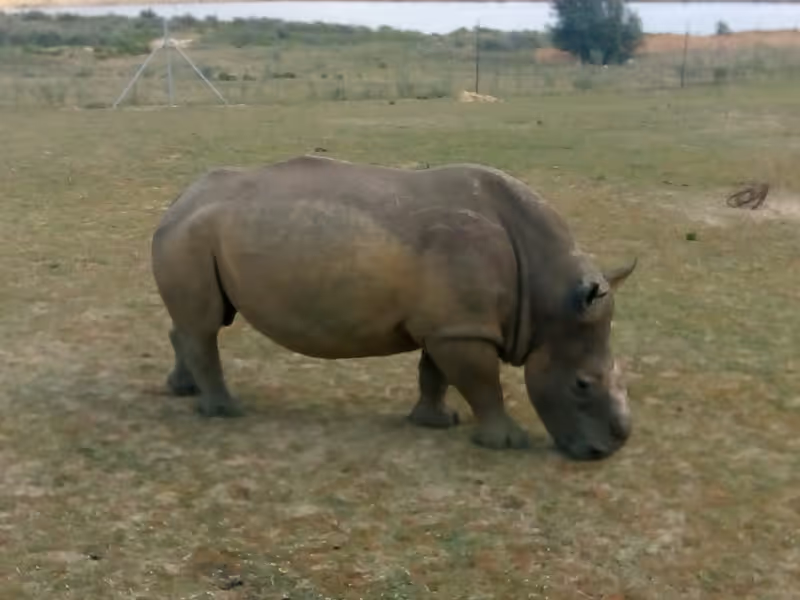 Cape Town Private Tour - Rhino