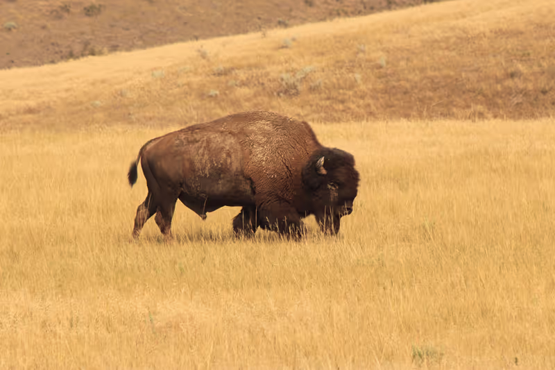 Rapid City Private Tour - The American Bison