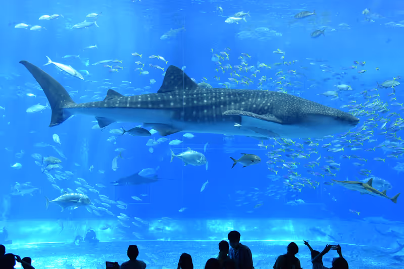Okinawa Main Island Private Tour - Churaumi Aquarium