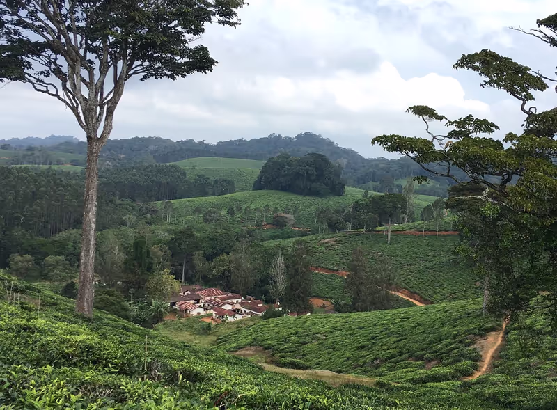 Tanga Private Tour - Amani tea factory and farm 