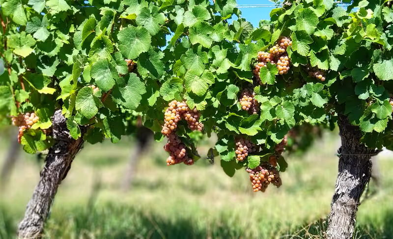 Alsace Private Tour - Vines laden with grapes.