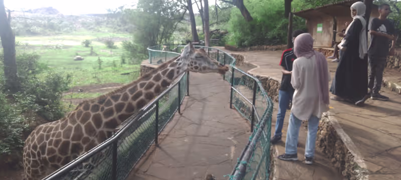 Coast Private Tour - Girrafe Feeding Haller park