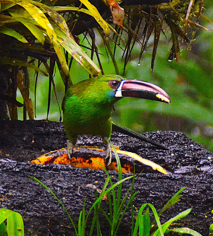 Pichincha Private Tour - Crimson-rumped Toucanet 