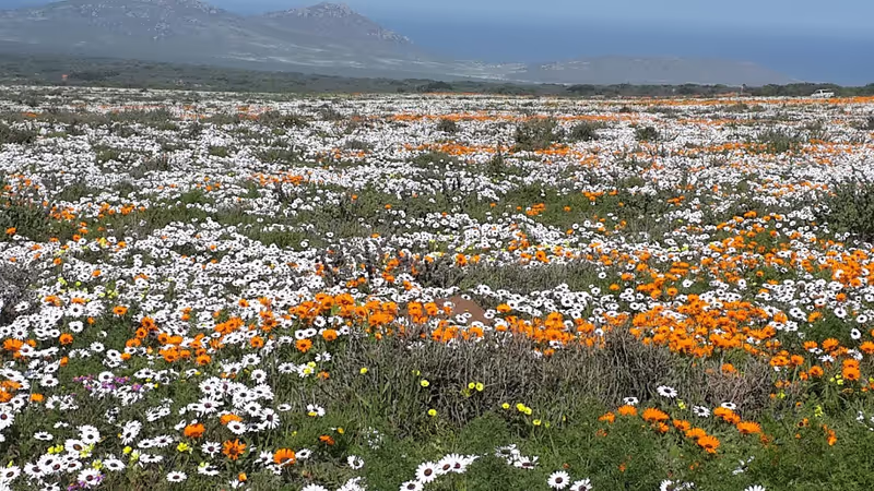 Western Cape Private Tour - Wild flowers in Spring