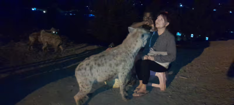 Addis Ababa Private Tour - Hyaena feeding in Harar