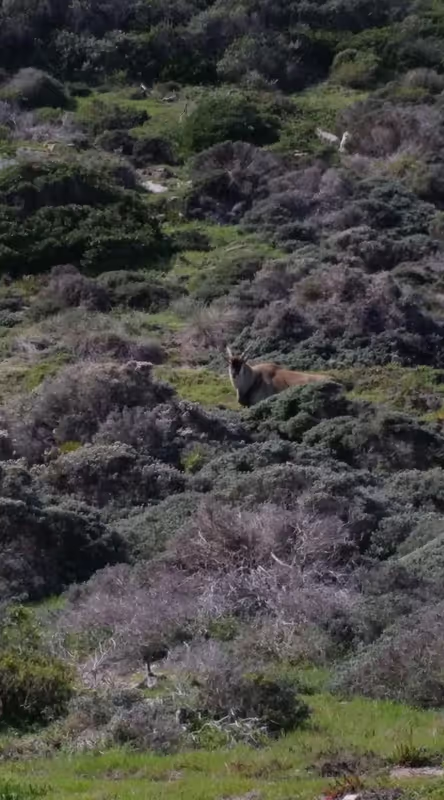 Cape Town Private Tour - Cape Of Good Hope