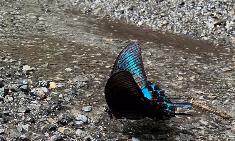 Tokyo Private Tour - Nature Beauty in Summer