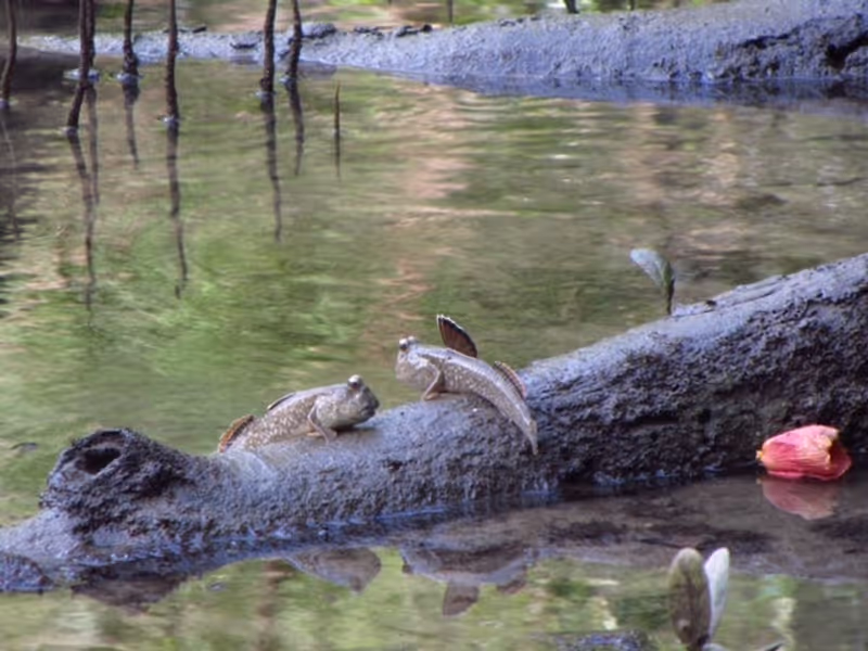 Singapore Private Tour - Mudskippers at Sungei Buloh Wetland Reserve, Singapore. Photo by Andrew Tay