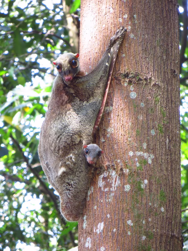 Singapore Private Tour - A unique rainforest glider - Malayan Colugo with her child