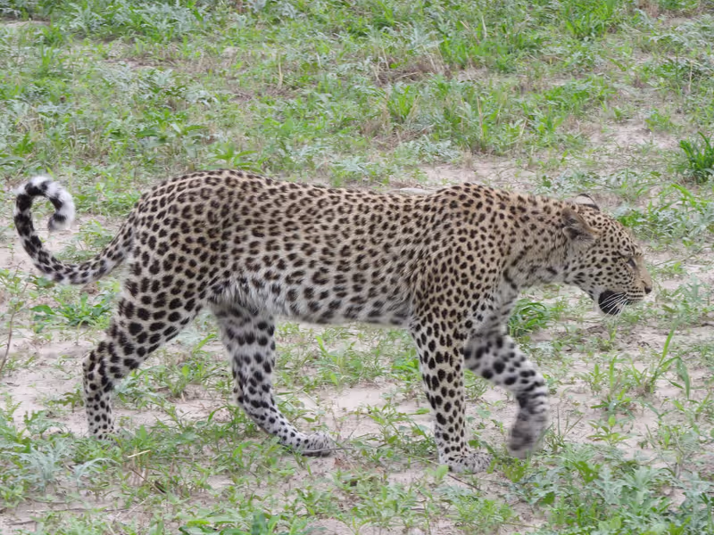 Ngamiland Private Tour - Leopard hunting in moremi