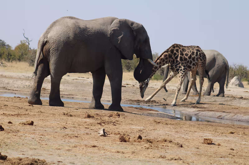 Ngamiland Private Tour - african safari in moremi game reserve