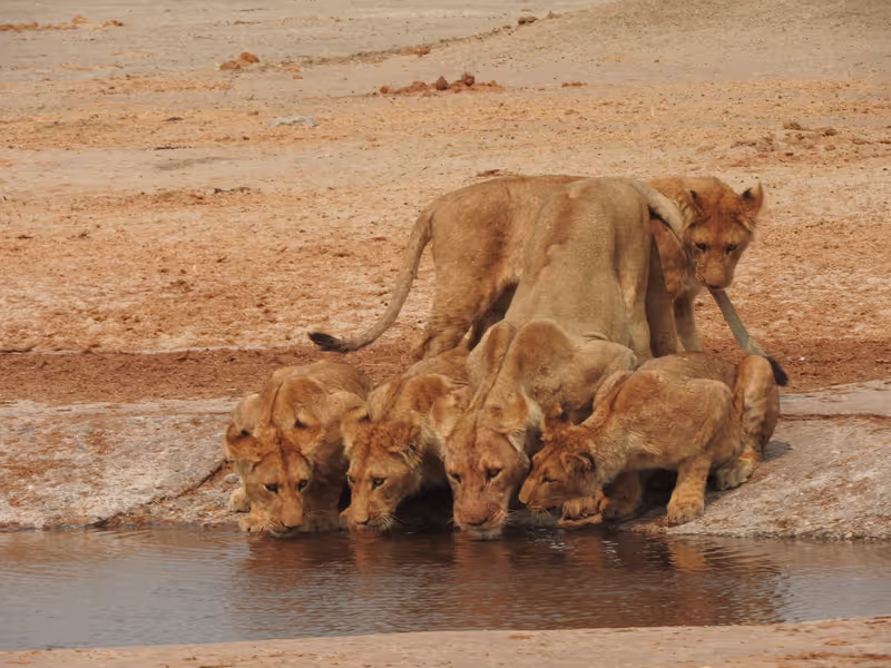 Ngamiland Private Tour - lions drinking water in moremi game reserve