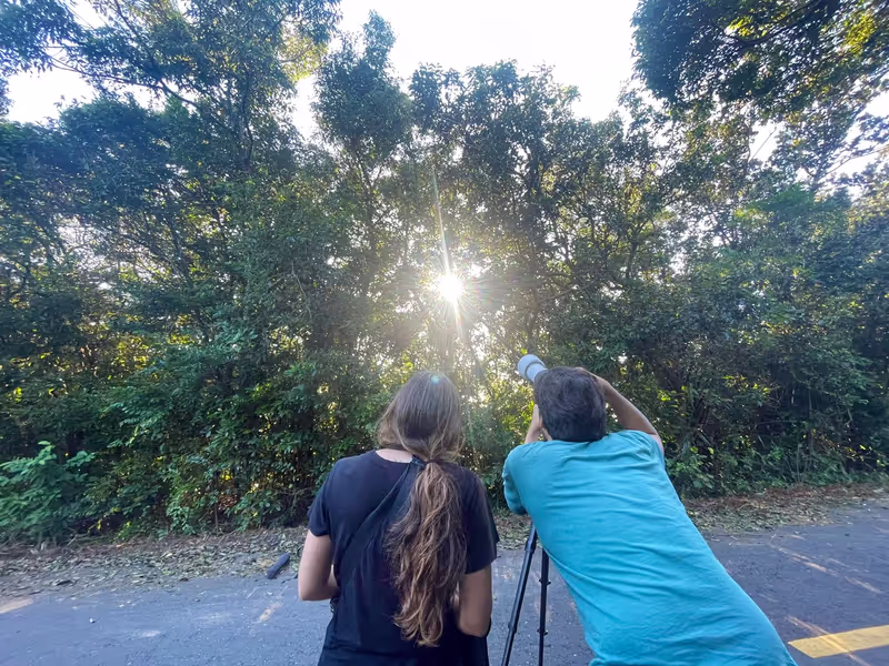 Da Nang Private Tour - Taking photos of beautiful endangered langur on Son Tra Mountain, Da Nang