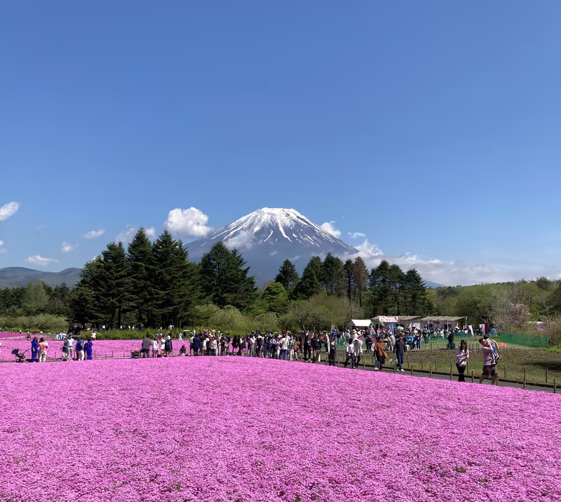 Shizuoka Private Tour - Lake MOTOSU in pink moss festival in May.