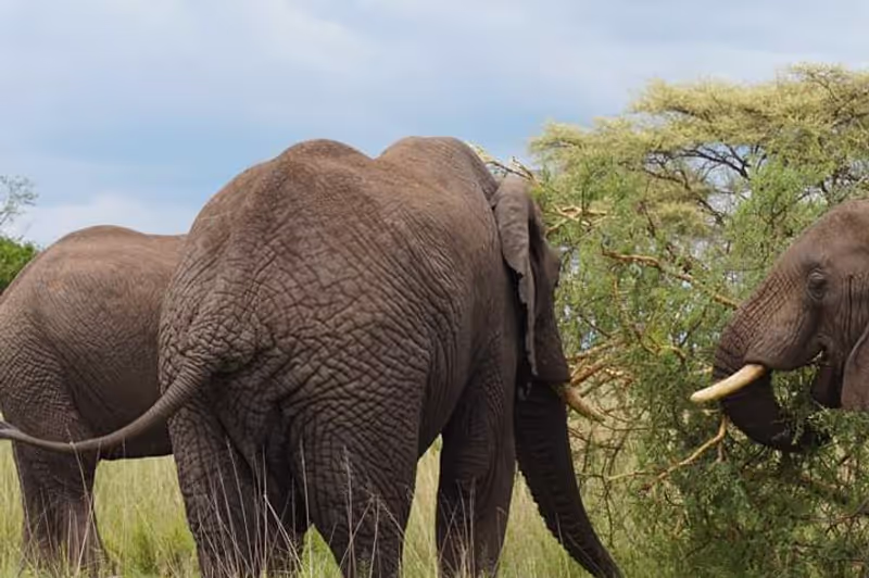 Arusha Private Tour - Tanzania safaris