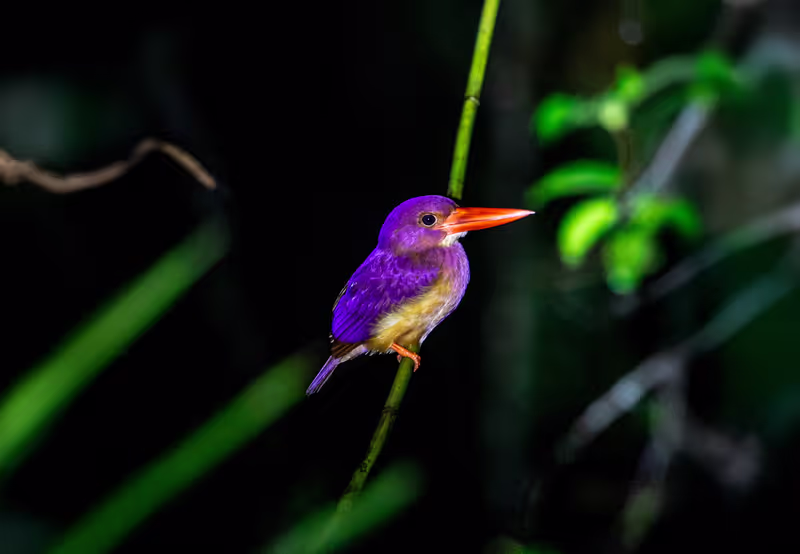 Phuket Private Tour - Rufous-backed Dwarf-Kingfisher at the mangrove forest at night
