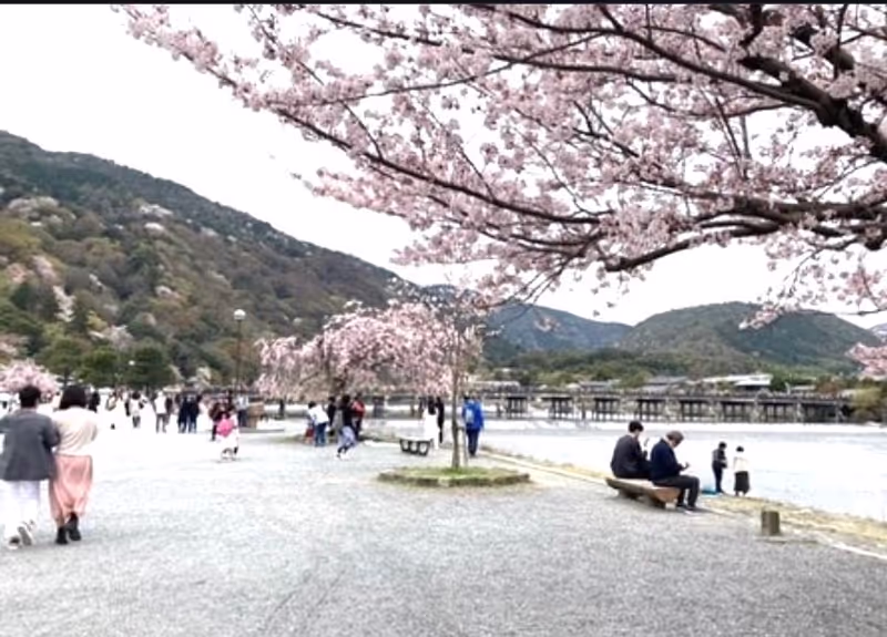 Osaka Private Tour - Cherry blossoms at Arashiyama