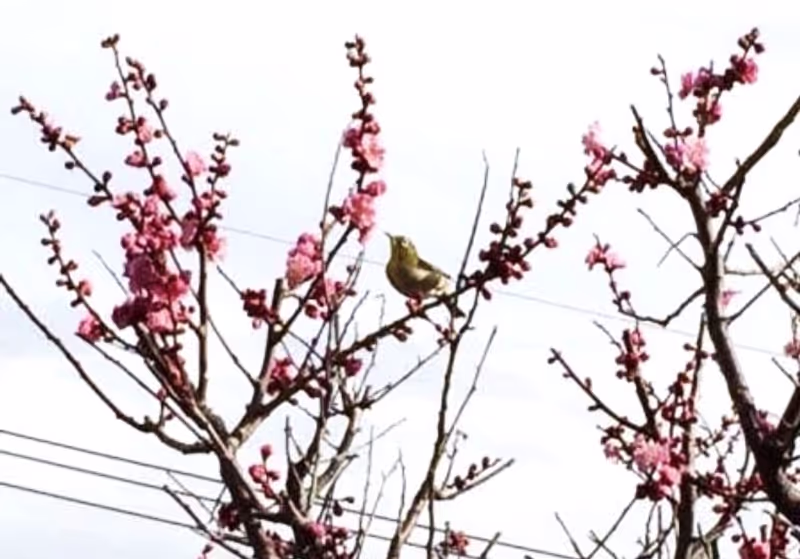 Osaka Private Tour - Herald of Spring